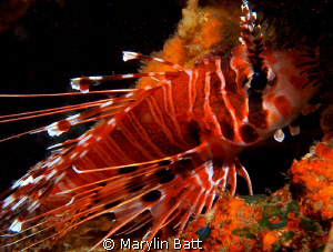 Very small Lion Fish Noy shy at all. by Marylin Batt 